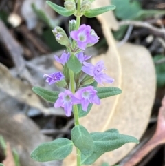 Mentha diemenica (Wild Mint, Slender Mint) at Campbell, ACT - 27 Jan 2024 by SilkeSma