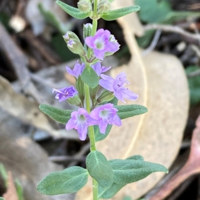 Mentha diemenica (Wild Mint, Slender Mint) at Campbell, ACT - 27 Jan 2024 by SilkeSma