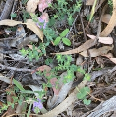 Mentha diemenica at Campbell, ACT - 27 Jan 2024