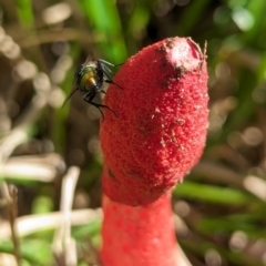 Phallus rubicundus (Phallus rubicundus) at Watson, ACT - 27 Jan 2024 by AniseStar