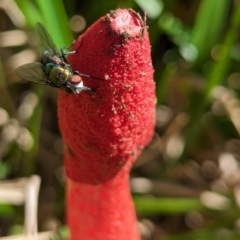 Phallus rubicundus at Watson, ACT - 27 Jan 2024