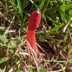 Phallus rubicundus at Watson, ACT - 27 Jan 2024