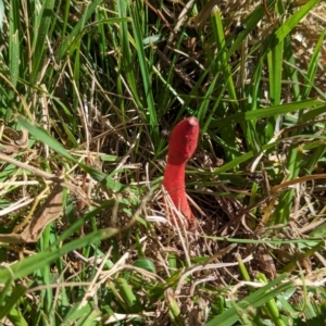 Phallus rubicundus at Watson, ACT - 27 Jan 2024