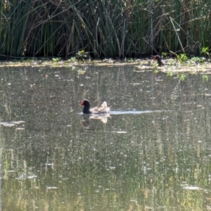 Gallinula tenebrosa at Watson Green Space - 27 Jan 2024 10:21 AM