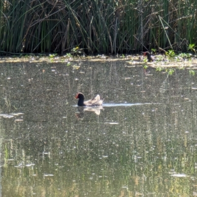 Gallinula tenebrosa (Dusky Moorhen) at Watson Green Space - 26 Jan 2024 by AniseStar