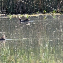 Gallinula tenebrosa at Watson Green Space - 27 Jan 2024