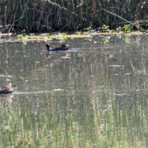 Gallinula tenebrosa at Watson Green Space - 27 Jan 2024 10:21 AM