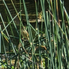 Acrocephalus australis (Australian Reed-Warbler) at Watson Green Space - 26 Jan 2024 by AniseStar