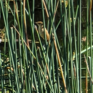 Acrocephalus australis at Watson Green Space - 27 Jan 2024 09:57 AM