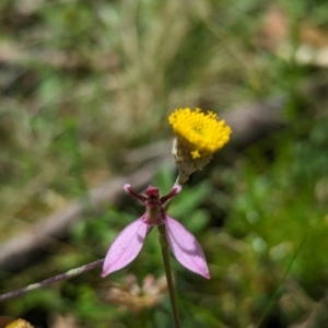 Eriochilus magenteus at Namadgi National Park - 26 Jan 2024