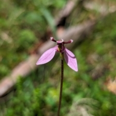 Eriochilus magenteus at Namadgi National Park - suppressed