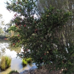 Callistemon (genus) (A Bottlebrush) at Watson Green Space - 27 Jan 2024 by AniseStar