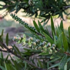 Callistemon sp. at Watson Green Space - 27 Jan 2024 09:45 AM