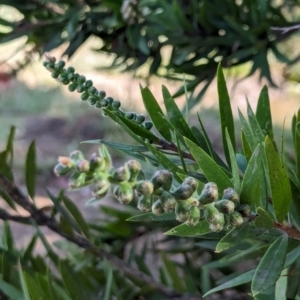 Callistemon sp. at Watson Green Space - 27 Jan 2024 09:45 AM