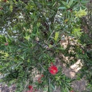 Callistemon sp. at Watson Green Space - 27 Jan 2024 09:45 AM