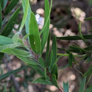 Callistemon sp. at Watson Green Space - 27 Jan 2024