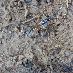 Xanthocryptus novozealandicus at Watson Green Space - 27 Jan 2024 09:35 AM