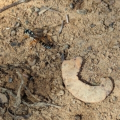 Xanthocryptus novozealandicus at Watson Green Space - 27 Jan 2024