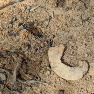 Xanthocryptus novozealandicus at Watson Green Space - 27 Jan 2024 09:35 AM