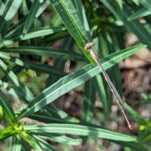 Austrolestes leda at Watson Green Space - 26 Jan 2024