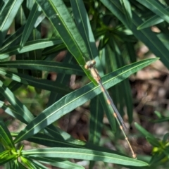 Austrolestes leda at Watson Green Space - 26 Jan 2024