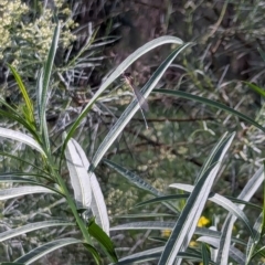 Austrolestes leda at Watson Green Space - 26 Jan 2024