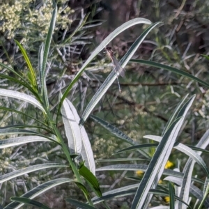 Austrolestes leda at Watson Green Space - 26 Jan 2024