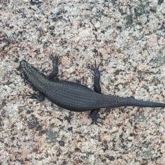 Egernia saxatilis intermedia (Black Rock Skink) at Namadgi National Park - 26 Jan 2024 by GirtsO