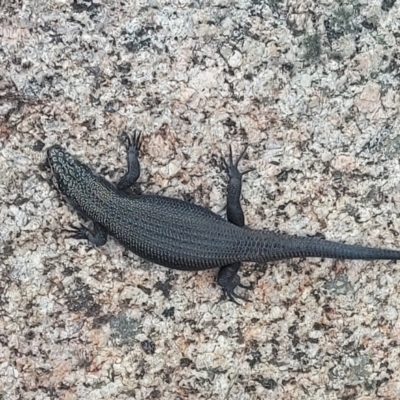 Egernia saxatilis intermedia (Black Rock Skink) at Namadgi National Park - 26 Jan 2024 by GirtsO