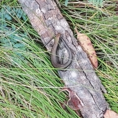 Pseudemoia entrecasteauxii (Woodland Tussock-skink) at Tharwa, ACT - 25 Jan 2024 by GirtsO