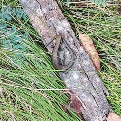 Pseudemoia entrecasteauxii (Woodland Tussock-skink) at Tharwa, ACT - 25 Jan 2024 by GirtsO