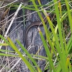 Pseudemoia entrecasteauxii (Woodland Tussock-skink) at Namadgi National Park - 25 Jan 2024 by GirtsO