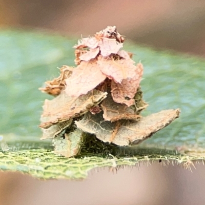 Psychidae IMMATURE (Unidentified Case moth or Bagworm) (A Case moth) at Surf Beach, NSW - 27 Jan 2024 by Hejor1