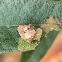 Psychidae (family) IMMATURE at Surf Beach, NSW - 27 Jan 2024 02:06 PM