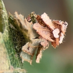 Psychidae (family) IMMATURE at Surf Beach, NSW - 27 Jan 2024