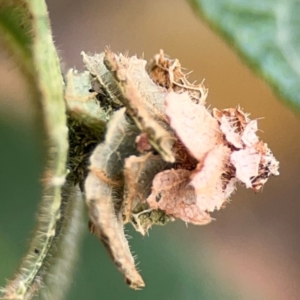 Psychidae IMMATURE (Unidentified Case moth or Bagworm) at Surf Beach, NSW - 27 Jan 2024