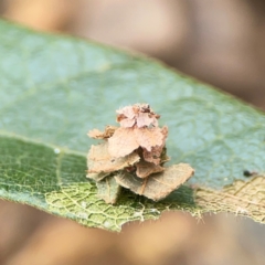 Psychidae (family) IMMATURE at Surf Beach, NSW - 27 Jan 2024 02:06 PM