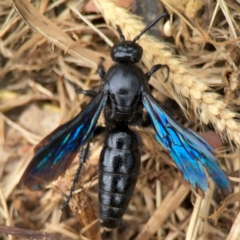 Austroscolia soror (Blue Flower Wasp) at Surf Beach, NSW - 27 Jan 2024 by Hejor1