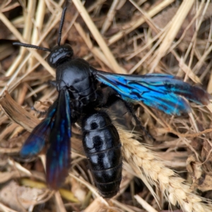Austroscolia soror at Surf Beach, NSW - 27 Jan 2024 02:08 PM