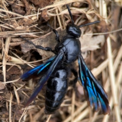 Austroscolia soror at Surf Beach, NSW - 27 Jan 2024 02:08 PM