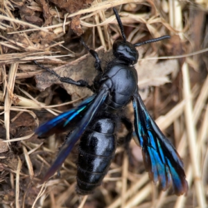 Austroscolia soror at Surf Beach, NSW - 27 Jan 2024 02:08 PM