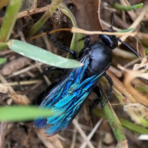 Austroscolia soror at Surf Beach, NSW - 27 Jan 2024 02:08 PM