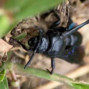 Austroscolia soror at Surf Beach, NSW - 27 Jan 2024 02:08 PM