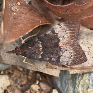 Uresiphita ornithopteralis at Surf Beach, NSW - 27 Jan 2024