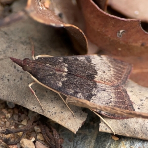 Uresiphita ornithopteralis at Surf Beach, NSW - 27 Jan 2024