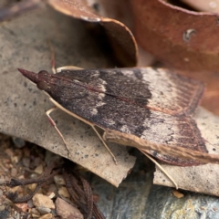 Uresiphita ornithopteralis at Surf Beach, NSW - 27 Jan 2024 02:06 PM