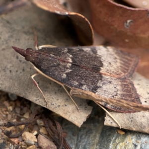 Uresiphita ornithopteralis at Surf Beach, NSW - 27 Jan 2024