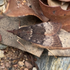 Uresiphita ornithopteralis at Surf Beach, NSW - 27 Jan 2024 02:06 PM