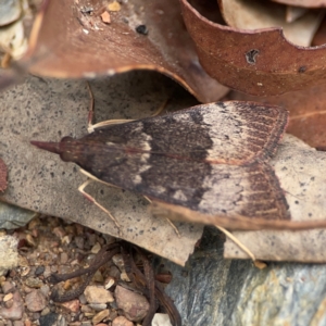 Uresiphita ornithopteralis at Surf Beach, NSW - 27 Jan 2024