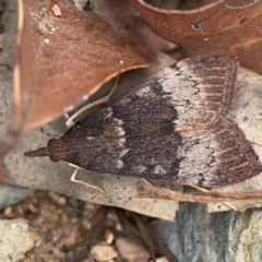 Uresiphita ornithopteralis at Surf Beach, NSW - 27 Jan 2024